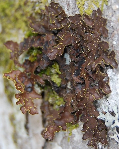Pseudocyphellaria hawaiiensis
