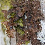 Pseudocyphellaria hawaiiensis
