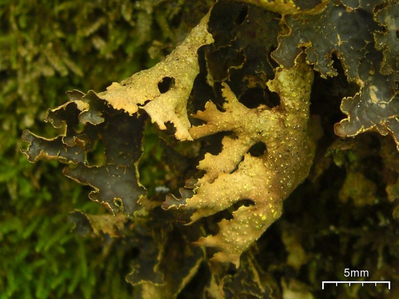 Pseudocyphellaria hawaiiensis
