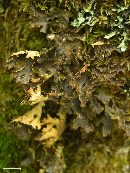 Pseudocyphellaria hawaiiensis