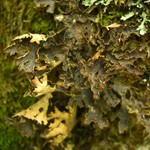 Pseudocyphellaria hawaiiensis