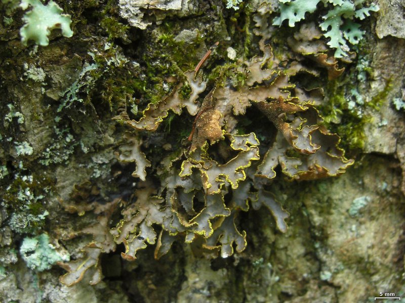 Pseudocyphellaria hawaiiensis