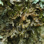 Pseudocyphellaria hawaiiensis