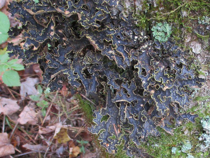 Pseudocyphellaria hawaiiensis