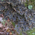 Pseudocyphellaria hawaiiensis