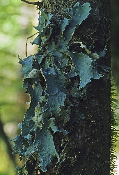 Pseudocyphellaria rainierensis