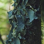Pseudocyphellaria rainierensis