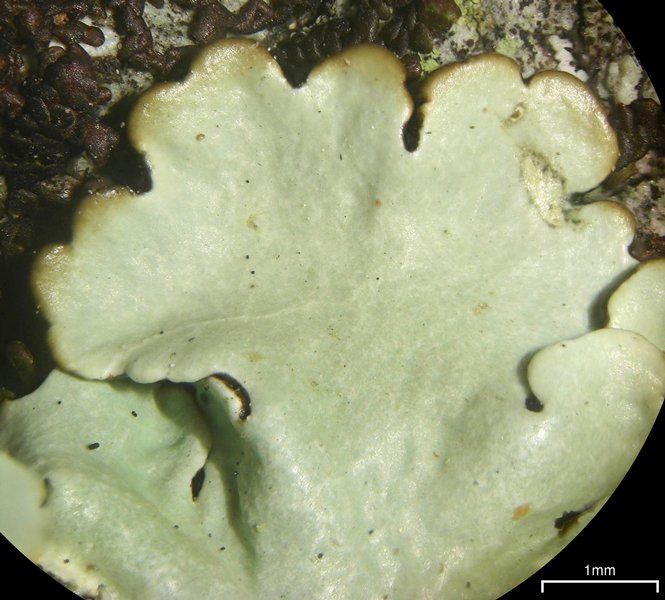 Pseudoparmelia uleana