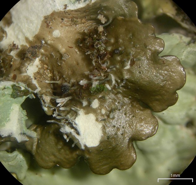 Pseudoparmelia uleana