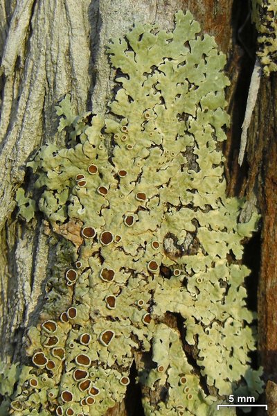 Pseudoparmelia uleana