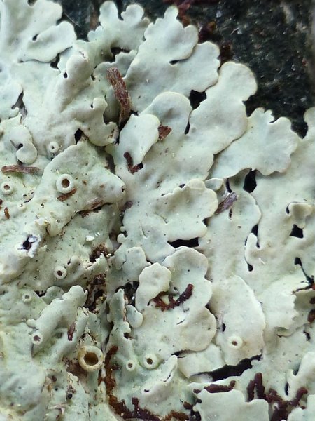 Pseudoparmelia uleana