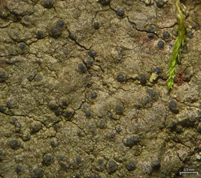 Pseudosagedia cestrensis