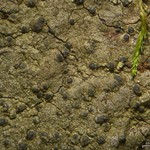 Pseudosagedia cestrensis