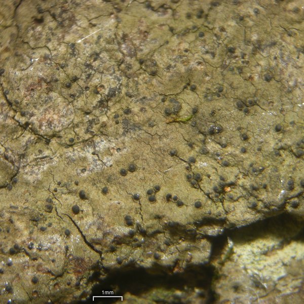 Pseudosagedia cestrensis