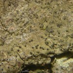 Pseudosagedia cestrensis