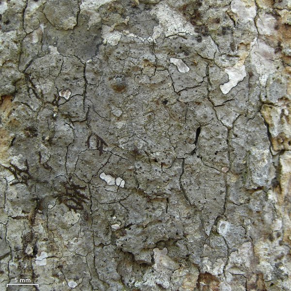 Pseudosagedia cestrensis