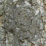 Pseudosagedia cestrensis