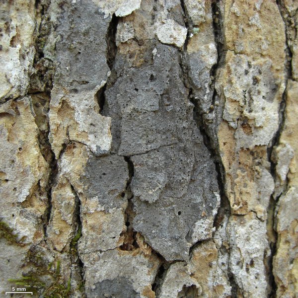 Pseudosagedia cestrensis