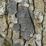 Pseudosagedia cestrensis