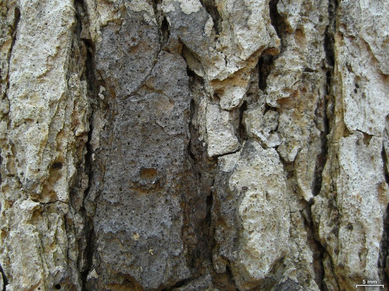 Pseudosagedia cestrensis