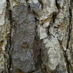 Pseudosagedia cestrensis