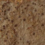 Pseudosagedia guentheri