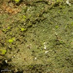 Pseudosagedia guentheri