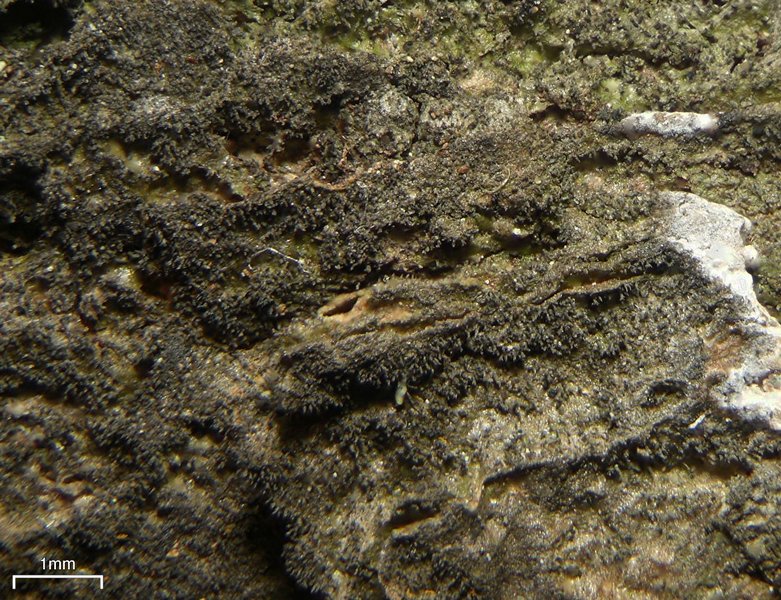 Pseudosagedia isidiata