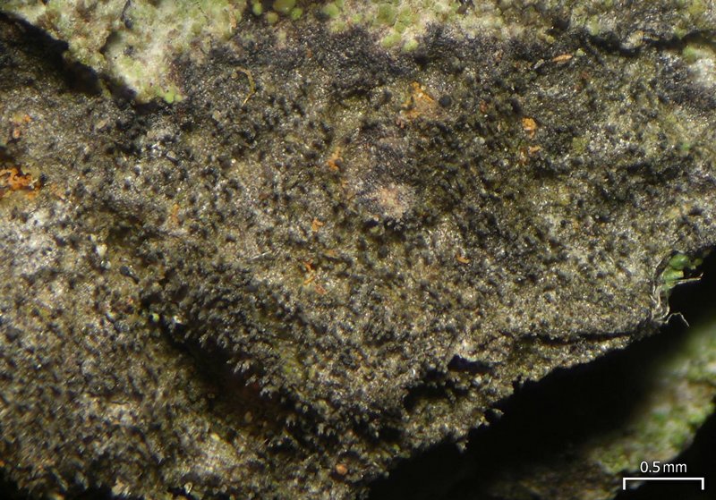 Pseudosagedia isidiata