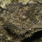 Pseudosagedia isidiata