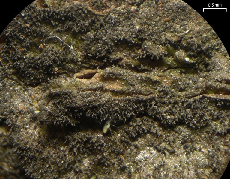Pseudosagedia isidiata