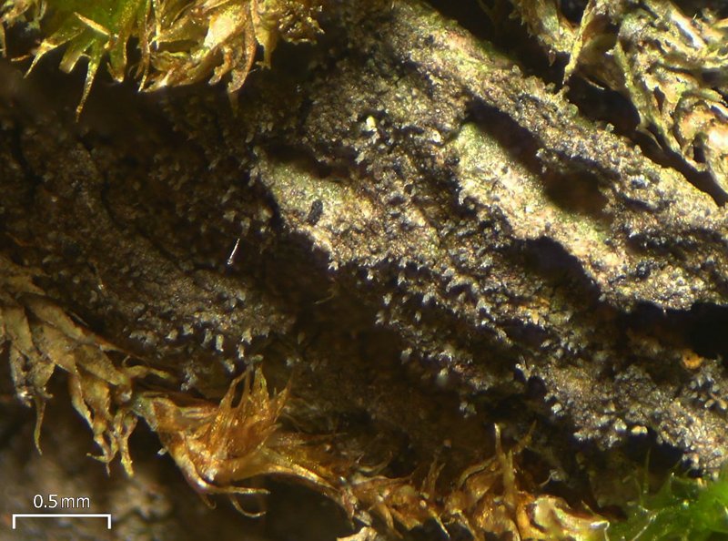 Pseudosagedia isidiata