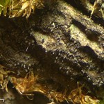 Pseudosagedia isidiata