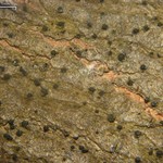 Pseudosagedia rhaphidosperma