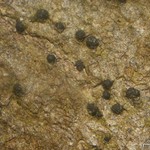 Pseudosagedia rhaphidosperma