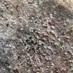 Psilolechia clavulifera