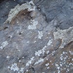 Psilolechia leprosa