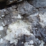 Psilolechia leprosa