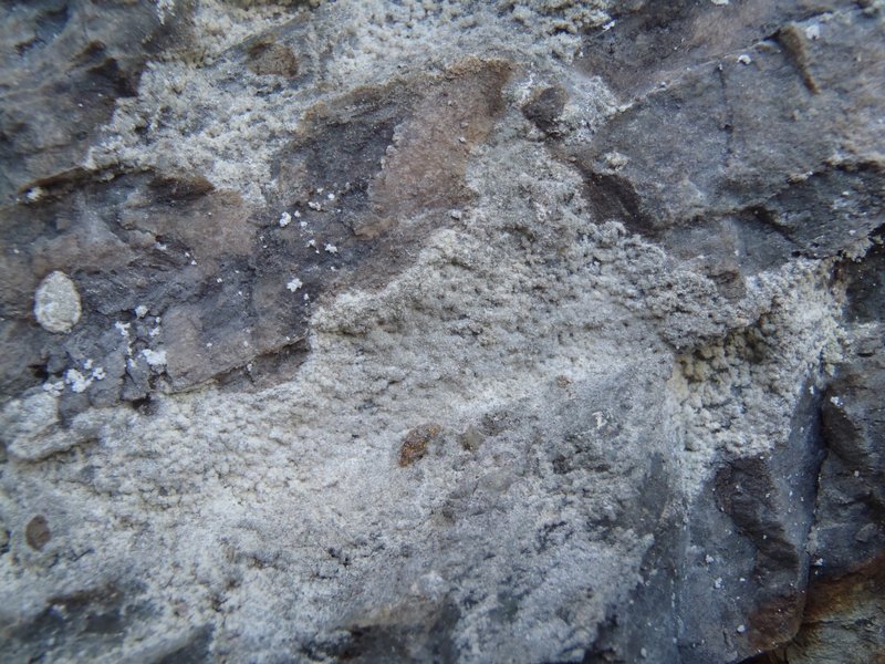 Psilolechia leprosa