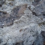 Psilolechia leprosa