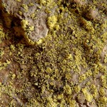 Psilolechia lucida