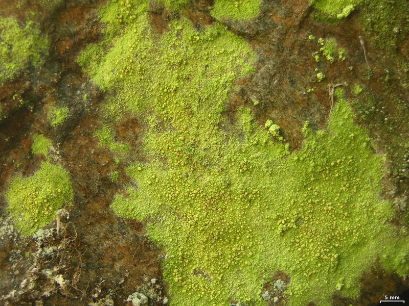 Psilolechia lucida