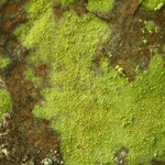 Psilolechia lucida