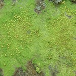 Psilolechia lucida