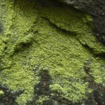 Psilolechia lucida