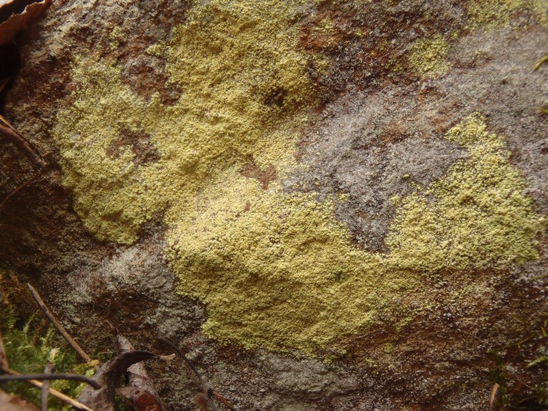 Psilolechia lucida