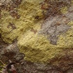 Psilolechia lucida