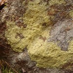 Psilolechia lucida