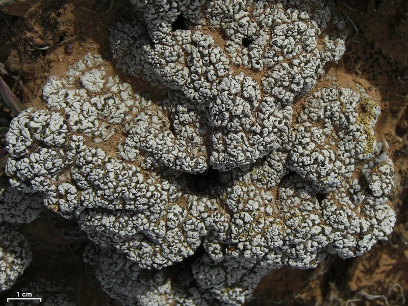 Psora cerebriformis