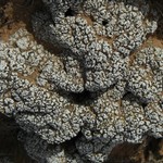 Psora cerebriformis